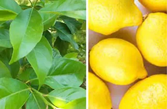 Як правильно сформувати крону лимона?🍋