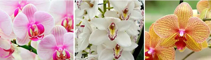 Орхідеї цвістимуть цілий рік: секрети догляду 🀣