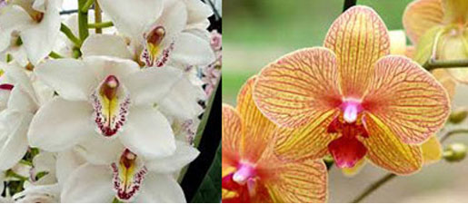 догляд за орхідеями