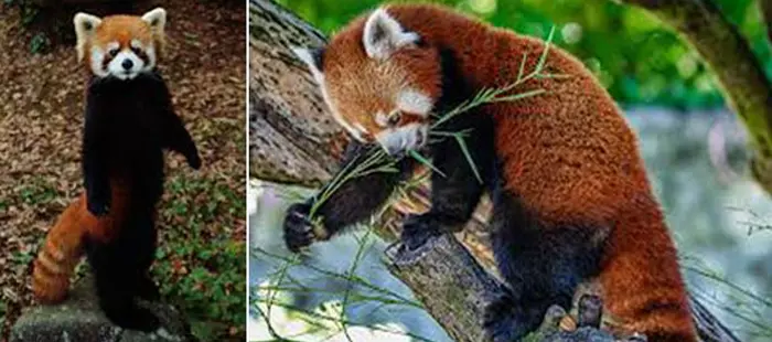 Червона панда - незвичайна тварина (фото - колаж)