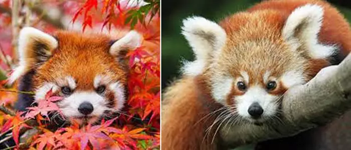 Червона панда - незвичайна тварина 