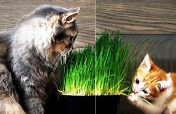 Рослини отруйні та корисні для кішок 😻😿