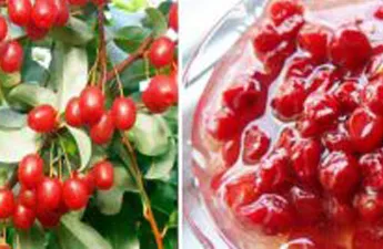 Гумі (маслинка): користь ягоди, рецепти варення🍒