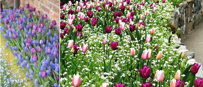 Красиві посадки тюльпанів ідеї фото