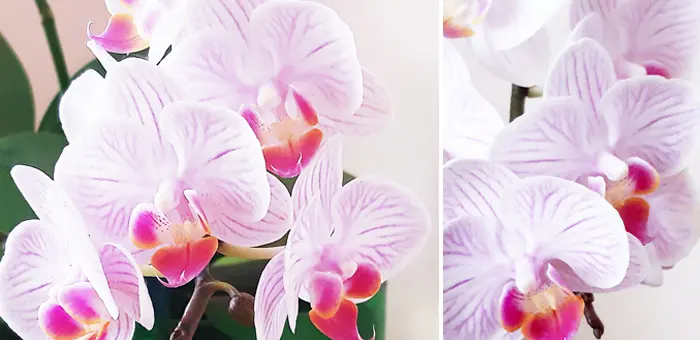 Їстівні квіти орхідеї 