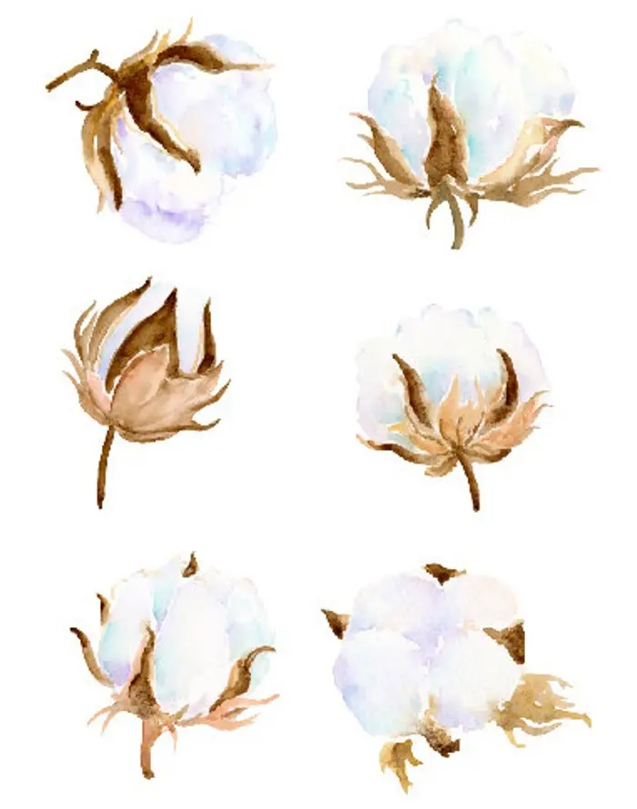 Коробочки бавовни, бавовна квіти: малюнки