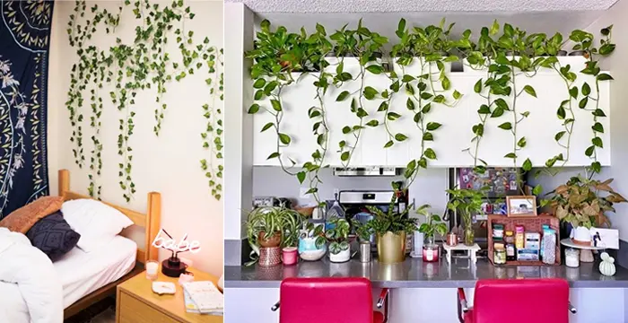 Ідеї декору з в'юнкими рослинами 🌿: оазис вдома