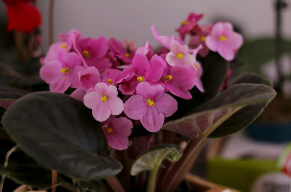 🌸 Маленьке диво вдома: сенполія, що цвіте майже безперервно