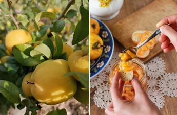 Айва в кулінарії: прості рецепти з вишуканим смаком