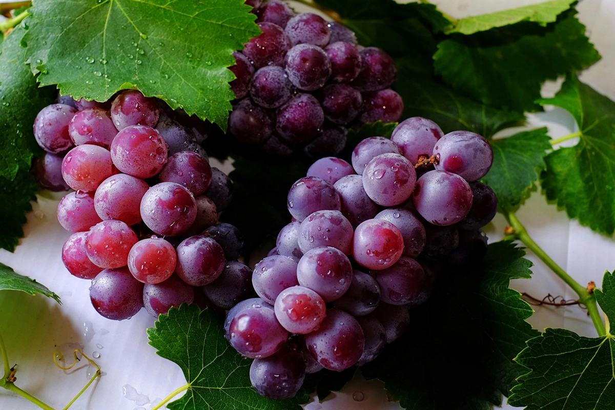 Як зберегти виноград на зиму: секрети і перевірені рецепти🍇 Як зберегти виноград на зиму: секрети і перевірені рецепти🍇