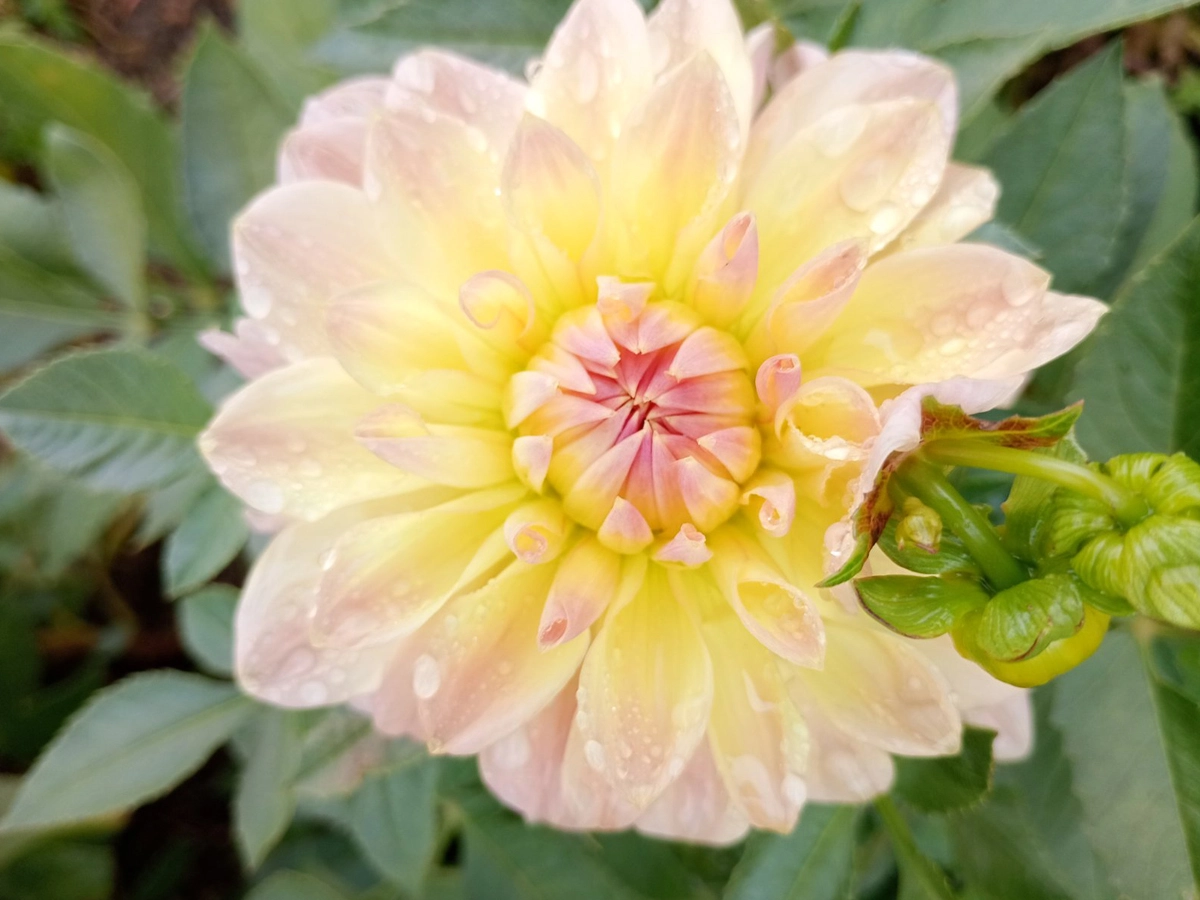Коли викопувати жоржини восени, як зберігати бульби взимку🌼
