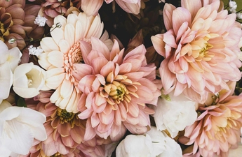 Коли викопувати жоржини восени, як зберігати бульби взимку🌼