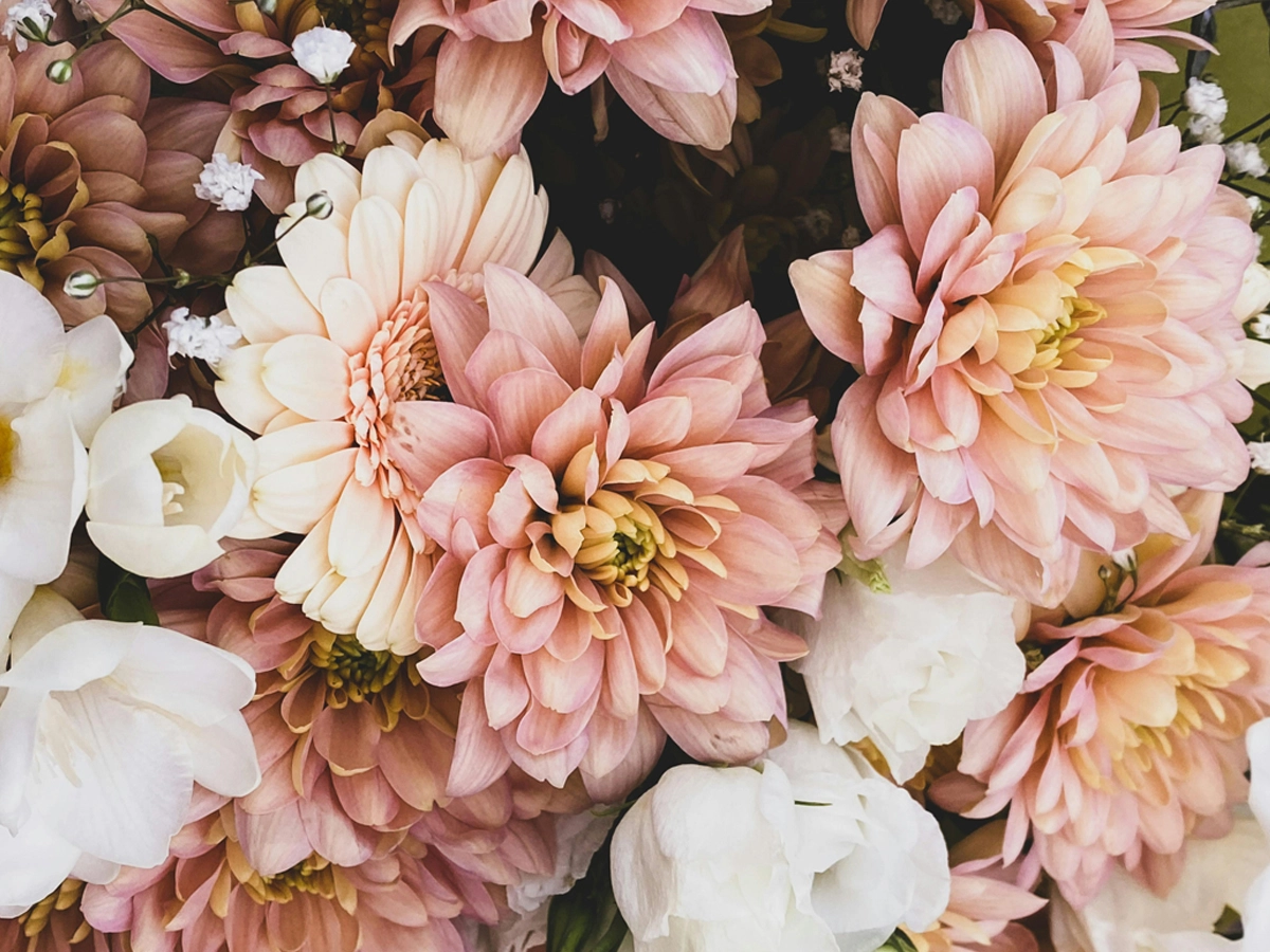 Коли викопувати жоржини восени, як зберігати бульби взимку🌼