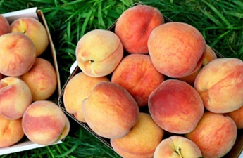 Сорта персиков, которые приживаются лучше всего