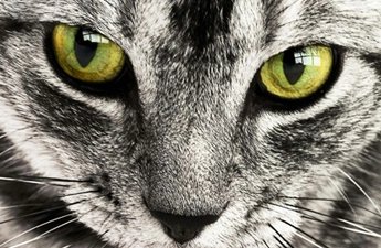 ТОП-10 продуктів, які небезпечні для котів