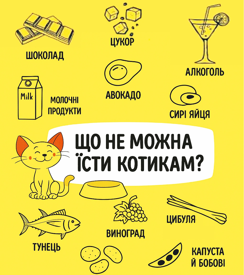 ТОП-10 продуктів, які небезпечні для котів ТОП-10 продуктів, які небезпечні для котів
