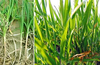 Як позбутися пирію на городі: ефективні методи